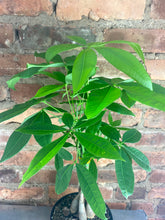 Load image into Gallery viewer, Money Tree 6"