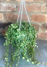 Load image into Gallery viewer, String of Turtles 4.5"