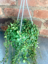 Load image into Gallery viewer, String of Turtles 4.5"