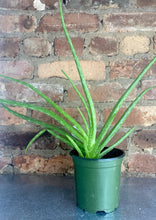 Load image into Gallery viewer, Aloe Vera 4"