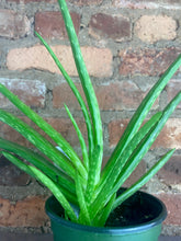 Load image into Gallery viewer, Aloe Vera 4"