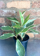 Load image into Gallery viewer, Peperomia Ginny