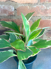 Load image into Gallery viewer, Peperomia Ginny