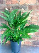 Load image into Gallery viewer, Domino Peace Lily 6”