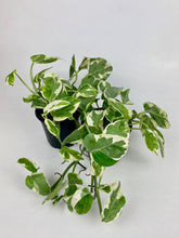 Load image into Gallery viewer, Pearls n Jade Pothos 4"