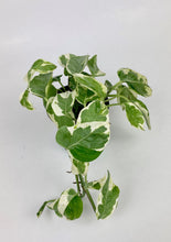 Load image into Gallery viewer, Pearls n Jade Pothos 4"