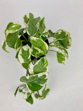 Load image into Gallery viewer, Pearls n Jade Pothos 4"
