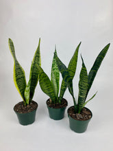 Load image into Gallery viewer, Snake Plant 4"