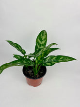 Load image into Gallery viewer, Aglaonema Maria 6"
