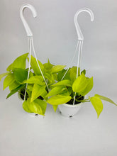 Load image into Gallery viewer, Neon Pothos 4"