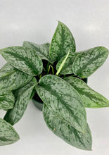Load image into Gallery viewer, Scindapsus Exotica 6"