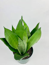 Load image into Gallery viewer, Moonshine Snake 4"