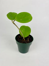 Load image into Gallery viewer, Hoya Obovata