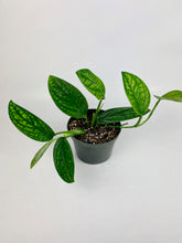 Load image into Gallery viewer, Monstera Peru 6"