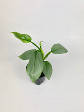 Load image into Gallery viewer, Philodendron Silver Sword