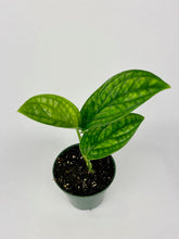 Load image into Gallery viewer, Monstera Peru 4"