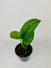 Load image into Gallery viewer, Monstera Peru 4"