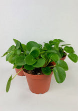 Load image into Gallery viewer, Chinese Money Plant 4"