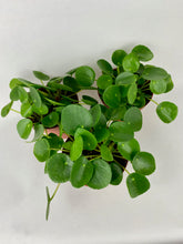 Load image into Gallery viewer, Chinese Money Plant 4"