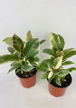 Load image into Gallery viewer, Ficus Tineke 4"