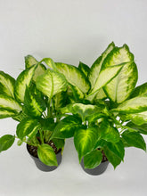 Load image into Gallery viewer, Camille Dieffenbachia 6"
