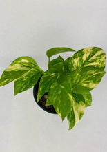 Load image into Gallery viewer, Golden Pothos 4&#39;&#39;
