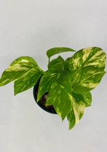 Load image into Gallery viewer, Golden Pothos 4''
