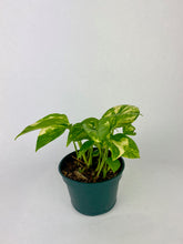 Load image into Gallery viewer, Golden Pothos 4&#39;&#39;
