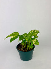 Load image into Gallery viewer, Golden Pothos 4''