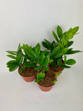 Load image into Gallery viewer, ZZ Plant 4"