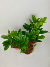 Load image into Gallery viewer, ZZ Plant 4"