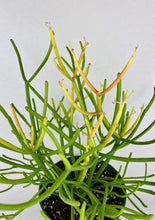 Load image into Gallery viewer, Firestick Cactus