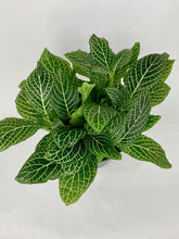 Load image into Gallery viewer, Fittonia Nerve Plant