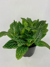 Load image into Gallery viewer, Fittonia Nerve Plant