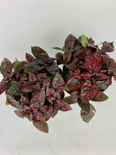 Load image into Gallery viewer, Red Polka Dot Plant