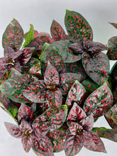 Load image into Gallery viewer, Red Polka Dot Plant