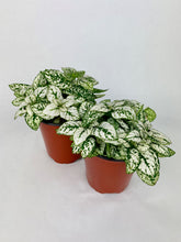 Load image into Gallery viewer, White Polka Dot Plant