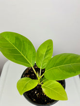 Load image into Gallery viewer, Ficus Altissima