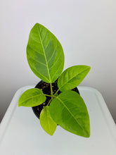 Load image into Gallery viewer, Ficus Altissima
