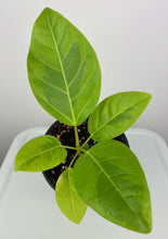 Load image into Gallery viewer, Ficus Altissima