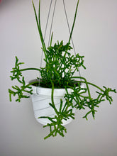 Load image into Gallery viewer, Rhipsalis Cereuscula