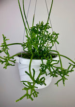 Load image into Gallery viewer, Rhipsalis Cereuscula