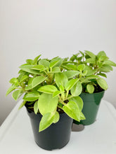 Load image into Gallery viewer, Peperomia Pixie 4"