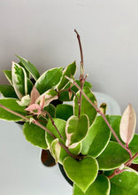 Load image into Gallery viewer, Hoya Krimson Queen 4"