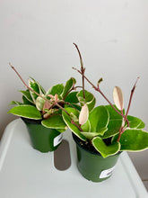 Load image into Gallery viewer, Hoya Krimson Queen 4"