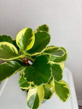 Load image into Gallery viewer, Peperomia Obtusifolia Variegata