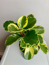 Load image into Gallery viewer, Peperomia Obtusifolia Variegata