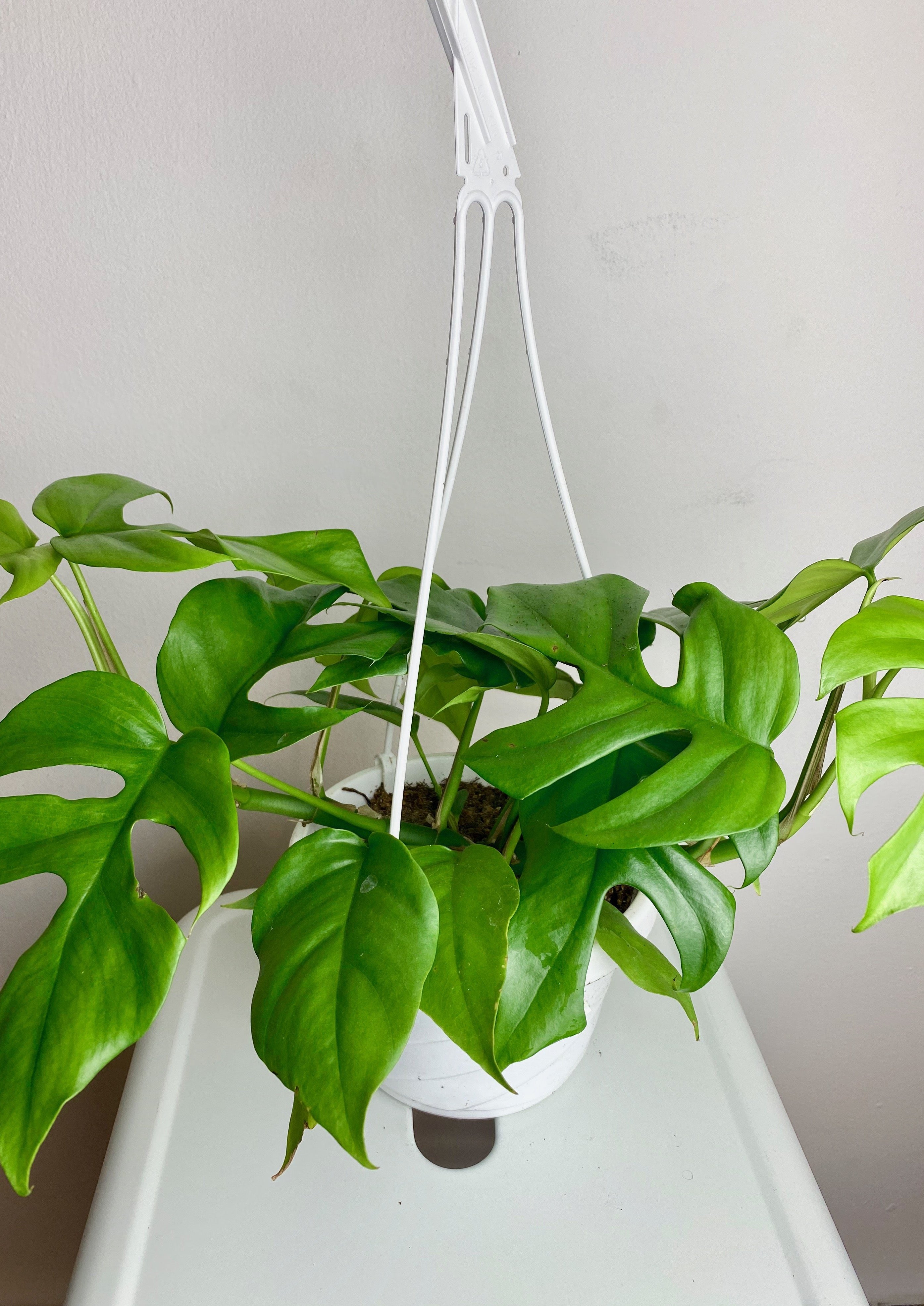 Rhaphidophora Tetrasperma Hanging Basket – Living with Green