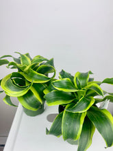 Load image into Gallery viewer, Dracaena Tornado Dragon 4"