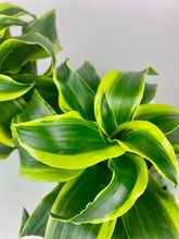 Load image into Gallery viewer, Dracaena Tornado Dragon 4"